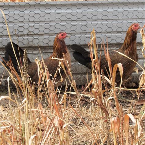 Gamefowl for Sale — Your One Stop Poultry Supply Shop! | Pinnon Hatch Farms