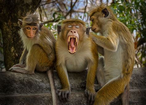 Monkey Time Ii By Francesc Genové On 500px Funny Animals Animals