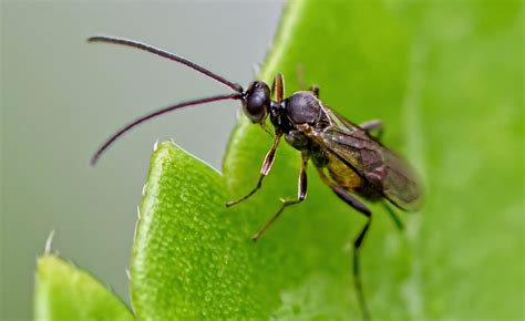 How To Avoid Fungus Gnats On My Herb Garden Plants