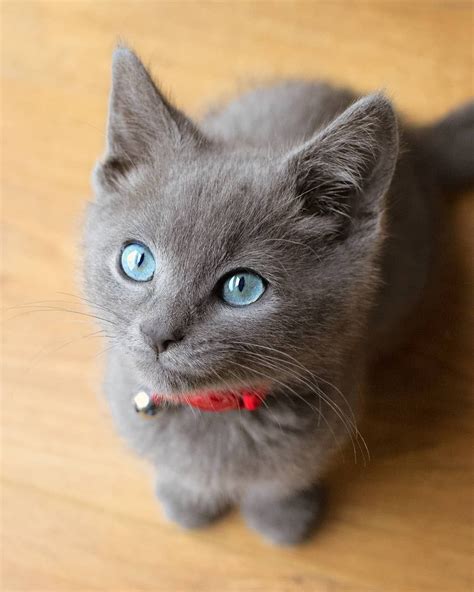 Best russian blue kitten of the year iw bw gememerald faydwer diamond blue owner: Stunning Russian Blue kitten #Music #IndieArtist #Chicago ...
