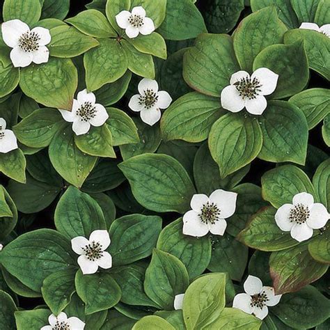 Ground covers that grow in partial and full shade can reduce garden maintenance while bringing a lushness to bare or sparsely planted areas. These 30 Plants Are the Easiest Groundcovers for Your Yard ...