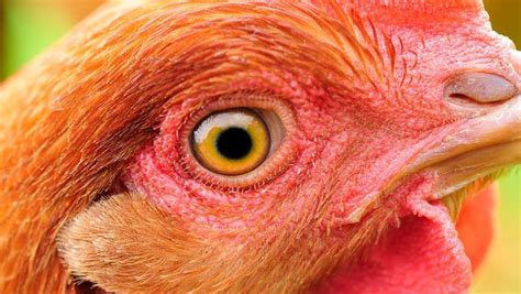 Information On Chicken Eyesight Backyard Chickens Learn How To Raise Chickens