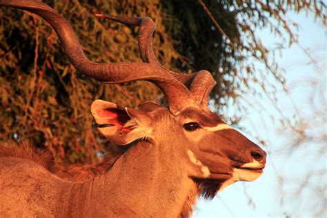 Free Images Landscape Nature Wilderness Horn Mammal National