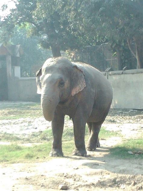 Elephant At Zoo Of Kolkata Animal Kingdom Animals Elephant