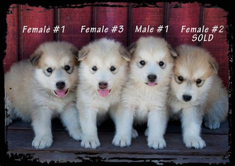 See more of orlando puppies and dogs for adoption on facebook. Wolf Hybrid Puppies FOR SALE ADOPTION from eaglemtn Utah ...