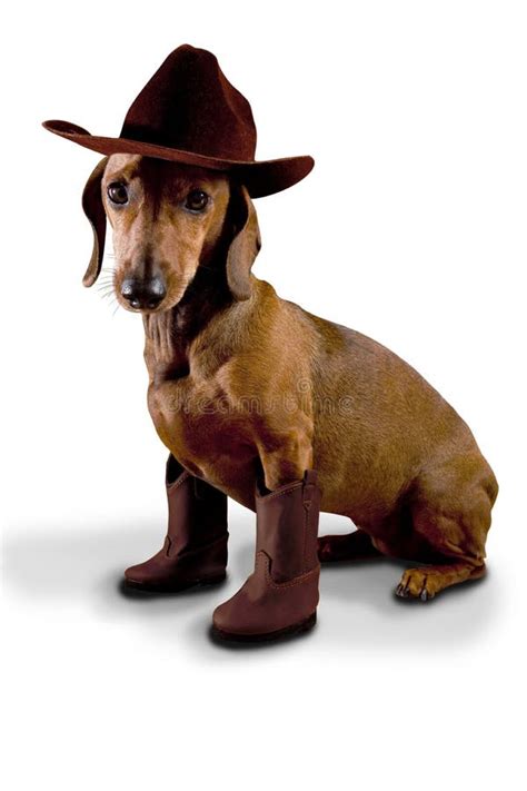 Doxie Dog Wearing Cowboy Hat And Boots Stock Photo Image Of Brown