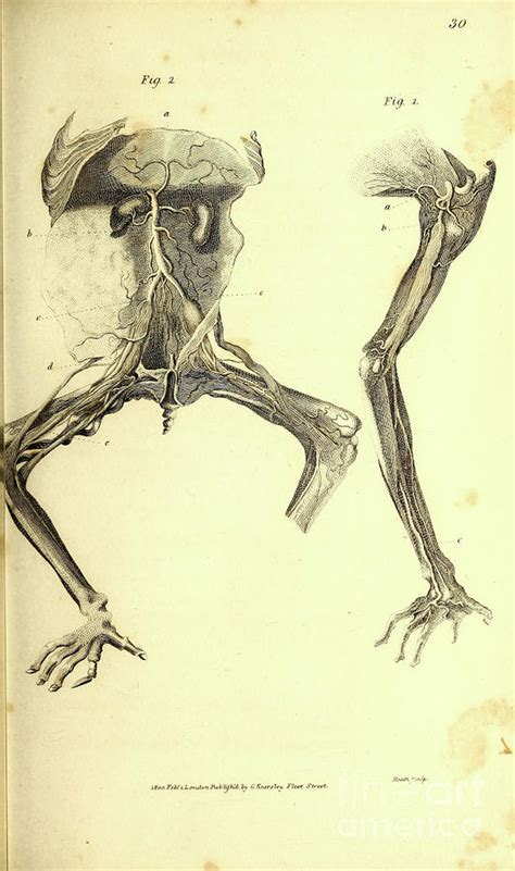 Lemur Anatomy By George Shaw P Photograph By Historic Illustrations
