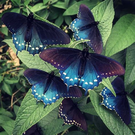 How One Man Repopulated A Rare Butterfly Species In His Backyard Vox