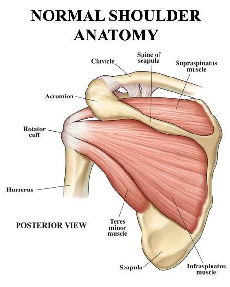 Sechrest, md narrates an animated tutorial on the basic anatomy of the shoulder. The anatomy of the posterior view of the... - The Massage ...