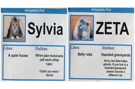 Hilarious Cat Adoption Profiles Will Make You Do A Spit Take Cat