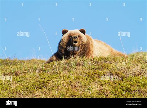 Grizzly Bear Yawning And Resting Near The Park Road In Summer Denali