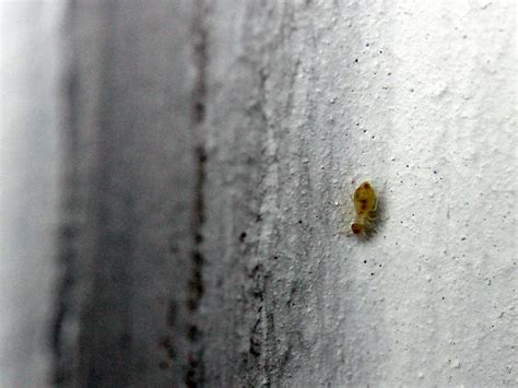Die ameisen verlieren die orientierung und laufen davon. Kleine Tiere in der Wohnung. Was ist das? (Badezimmer)