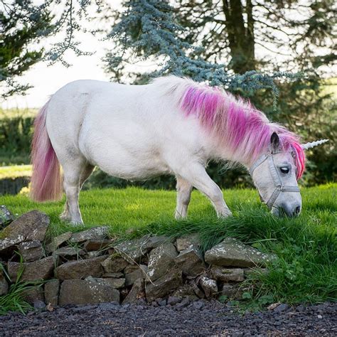 This Couple Shares Their House With A Unicorn And Its