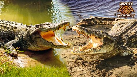 Nile Crocodile Vs Saltwater Crocodile Wild Verdict