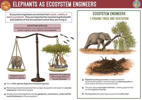 Elephants As Ecosystem Engineers By Save The Elephants Issuu