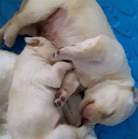A link to the lab adoption application form is below. Adorable Lab puppies for adoption - Reviews | Facebook