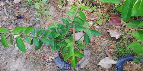 Jenis pokok renek dan nama saintifik. Selalu Nampak Cincau Hitam, Kali Ni Dikongsikan Cara Buat ...