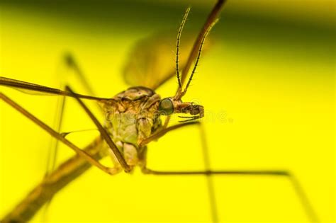 Portrait Of A Crane Fly Stock Image Image Of Antennae 193764261