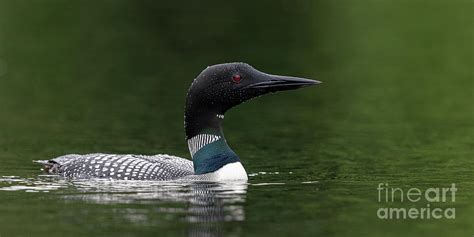 Northwoods Loon Photograph By Rudy Viereckl Fine Art America