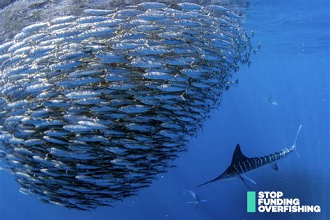 Fishact Has Joined Stop Funding Overfishing Fishact