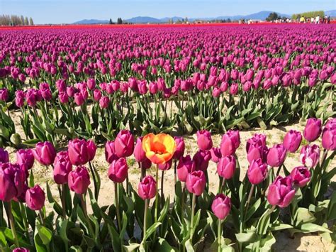 How To Attend The Skagit Valley Tulip Festival In 2024