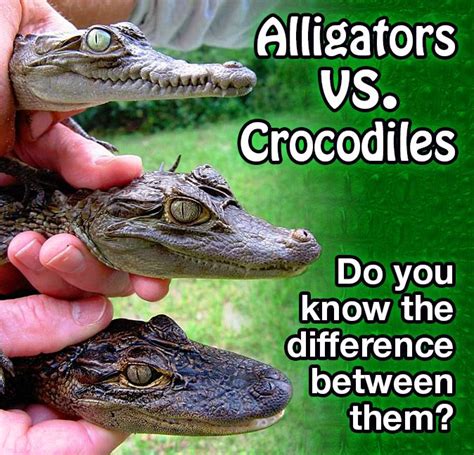 Difference Between Alligators And Crocodiles Crocodiles Alligator