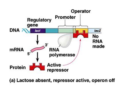 Components Of Lac Operon Gene Regulation Operon Theory Mi Daftsex Hd