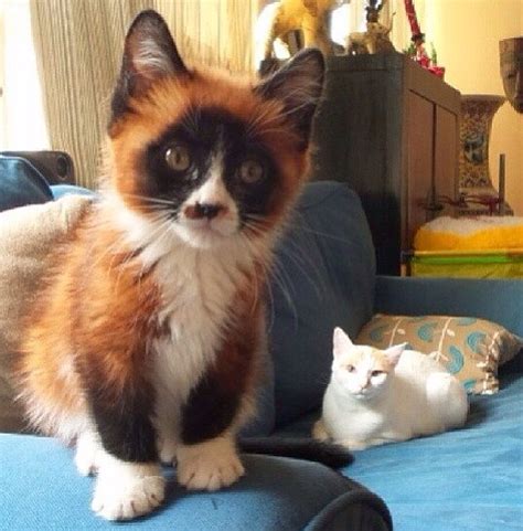 This Catfoxpanda Hybrid 25 Glorious Cats That Make The