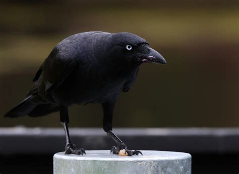 Torresian Crow Bird Spots