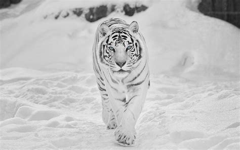 Snow Tiger Animals Tigers Hd Wallpaper Animals Wallpaper Better