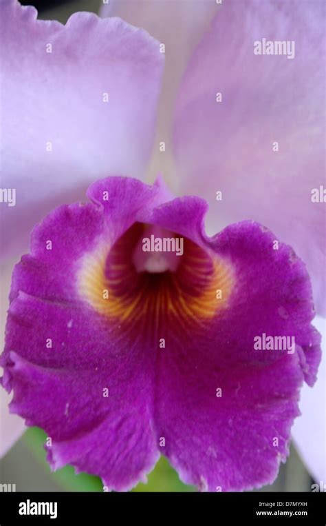 Cattleya Orchid Colombia Stock Photo Alamy
