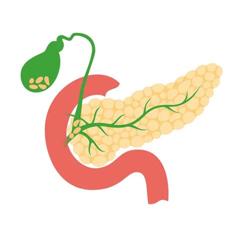 Lista 96 Foto Ubicacion Del Pancreas En El Cuerpo Humano Lleno 092023