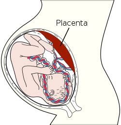 Плацента - это... Что такое Плацента?