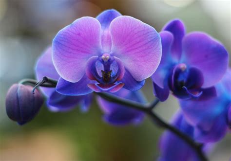 Blue And Purple Orchid Wallpaper Wallpapers Gallery