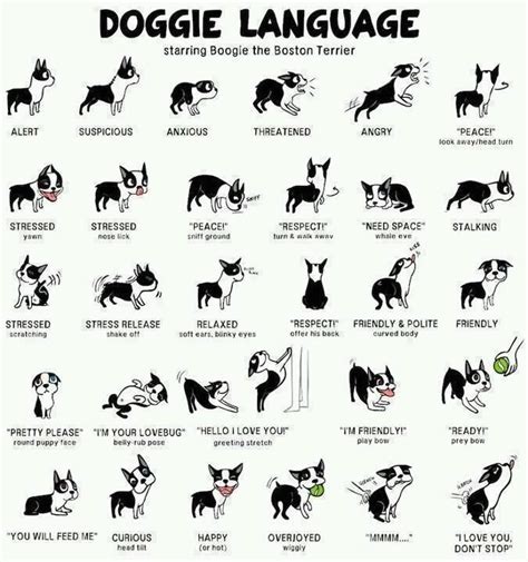 Doggie Language Chart So Cute Dog Body Language Dog Language Dog