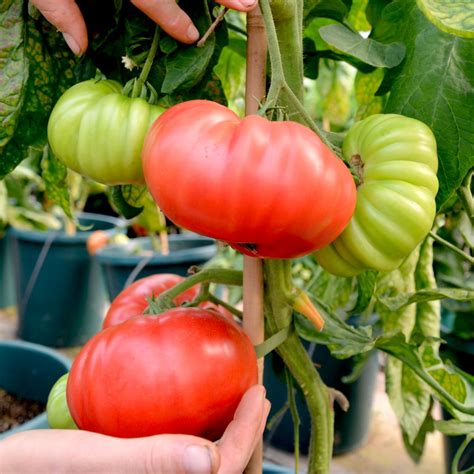 Buy Tomato Beefsteak Organic Seeds Indeterminate Organic