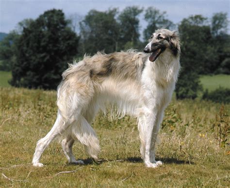 Borzoi Russian Wolfhound Sighthound Hunting Dog Care