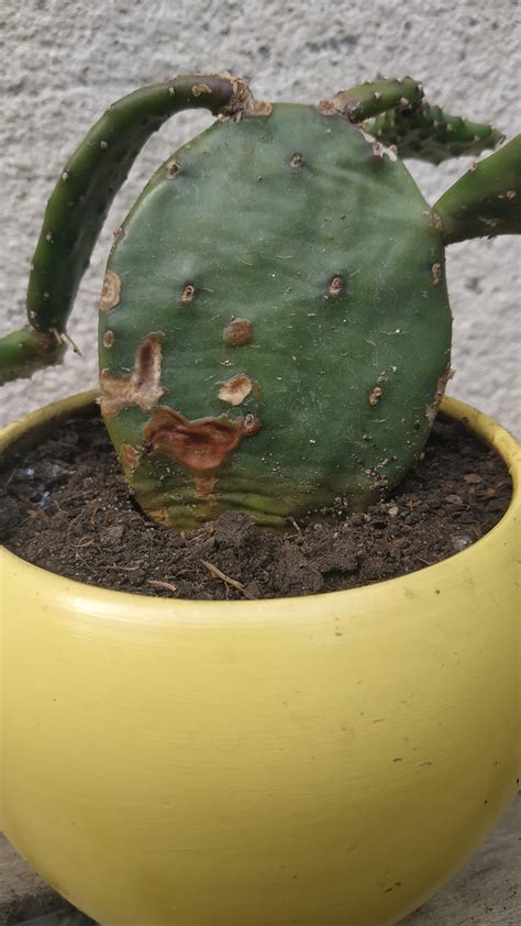 This is mainly because of how easily once can get hurt by its needles. Hi guys! What is happening with my cactus? Bottom part is ...