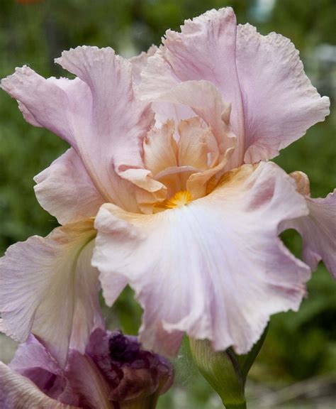 Free Images Blossom Flower Petal Spring Pink Eye Gladiolus