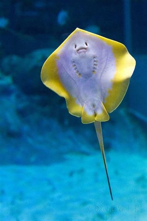 104 Best Sea Flapflaps Images On Pinterest Under The Sea Manta Ray