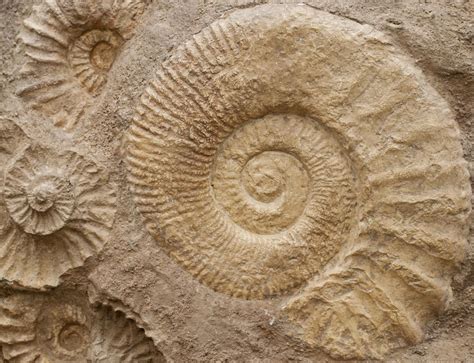 What Was The Cambrian Explosion With Picture