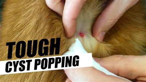 What Does A Dog Cyst Look Like