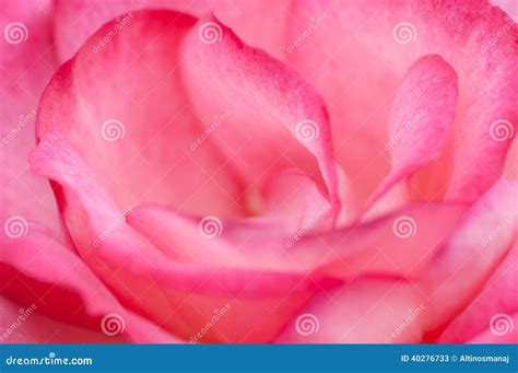 Pink Rose Macro Close Up Stock Image Image Of Rose Close 40276733