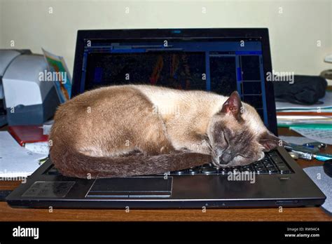 Tonkinese Cat Asleep Laptop Computer Keyboard Warm Spot Nap Pure