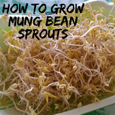 How To Grow Mung Bean Sprouts Dengarden