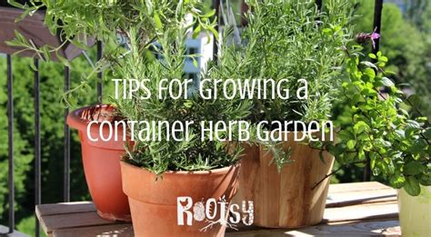 Tips For Growing A Container Herb Garden Rootsy Network