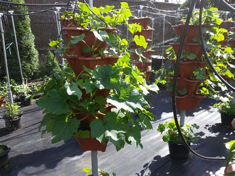 Growing Cucumbers In A Vertical Garden Grow Shop
