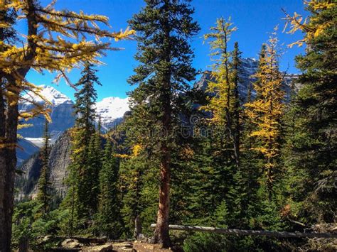 Larch Trees In Banff Np Stock Photo Image Of Alberta 45429480