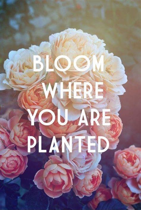Bloom Where You Are Planted Picture Quotes