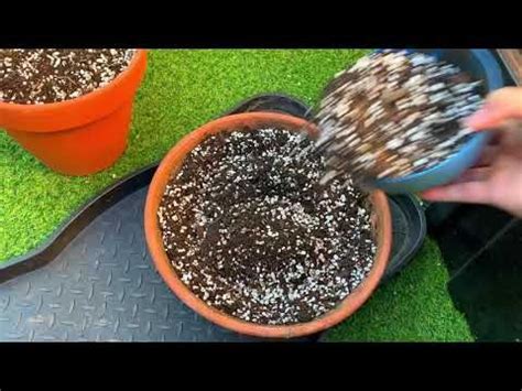 Christmas cactus moisture is important as well. How I make my own potting soil mix//How I water my ...